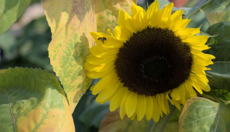 Discovering the Yoga Sutras of Patanjali