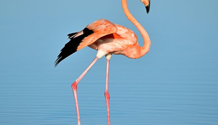 Creative Animal-Inspired Yoga Poses for Kids