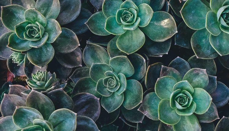 Plant-Based Recipes for a Yoga Lifestyle