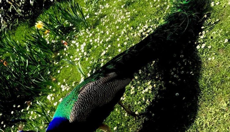 Integrating Yoga’s Ethical Principles Into Daily Life