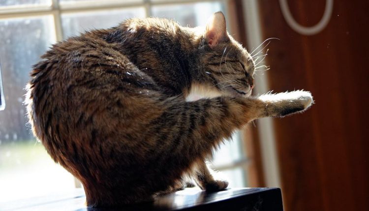 Building a Daily Wellness Routine with Yoga