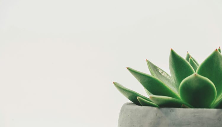 Is Plant-Based Eating Essential for Yogis