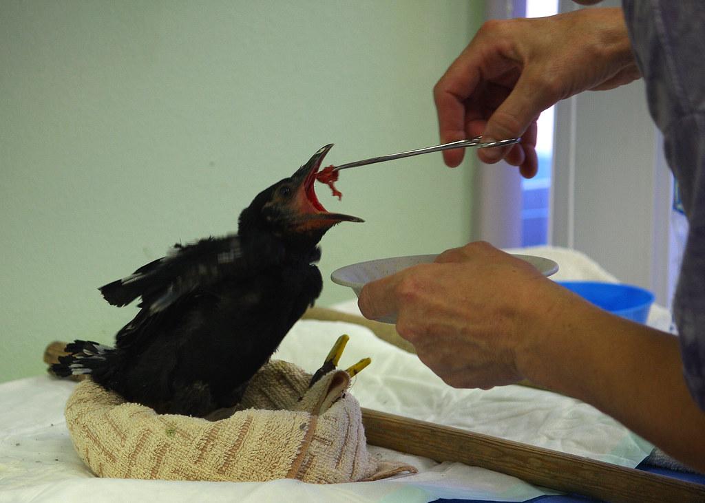 Challenges and Considerations in Certifying Philosophy for Yoga Teachers