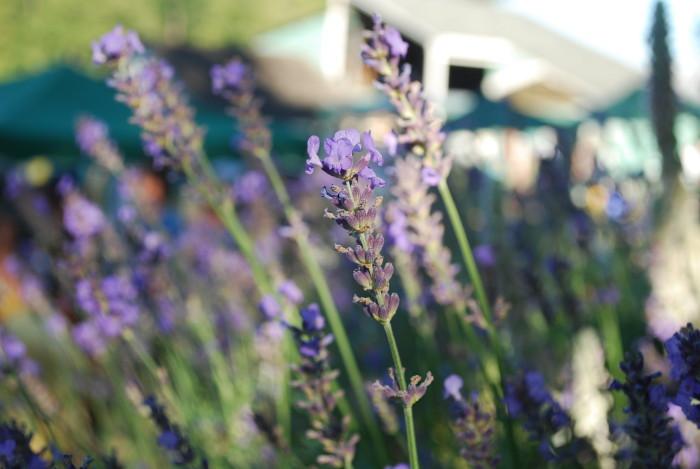 Exploring the Allure of Family Yoga Retreats