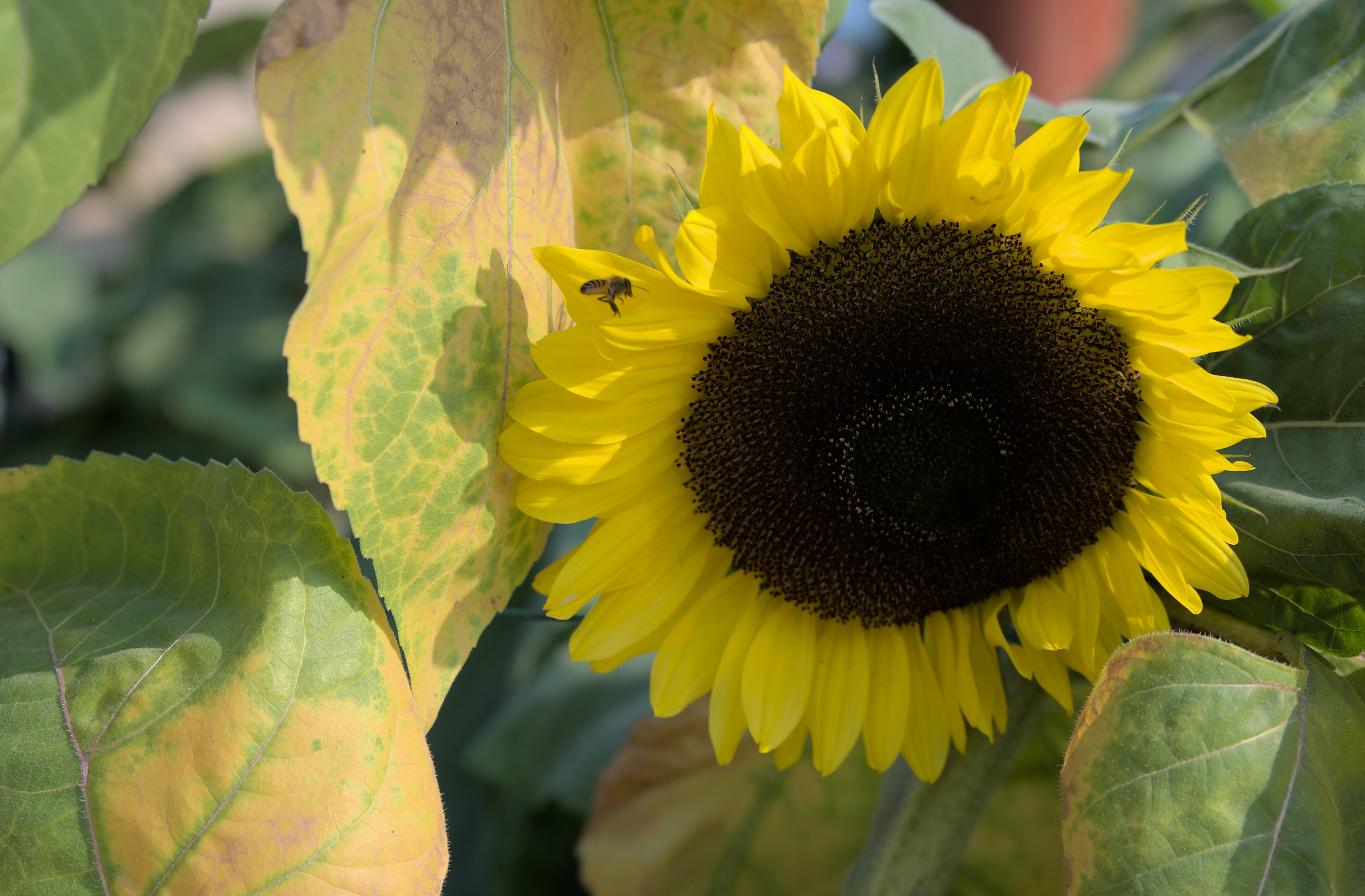 The ⁤Yoga Sutras of Patanjali: Guiding Principles for ⁢Modern Practice